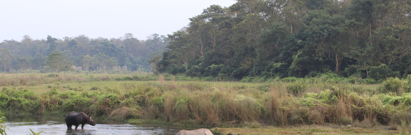 Dschungel Safari im Chitwan National Park