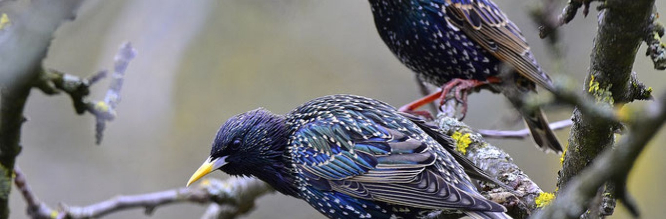 die schönste Vogelbeobachtung-Tour in Nepal